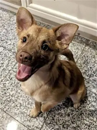 Tito
