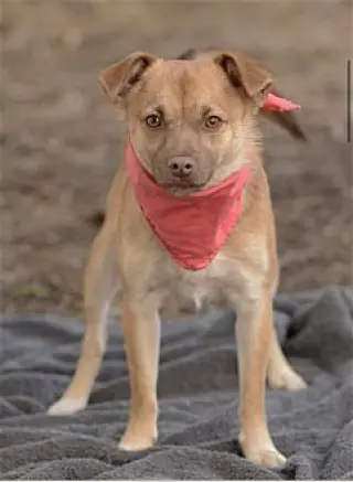 Tito