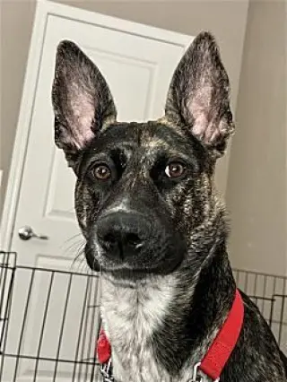 Ori