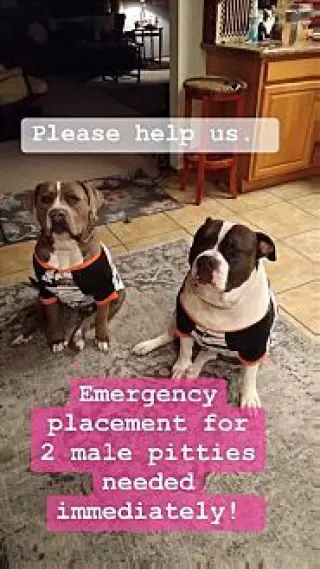 Cowboy and Duke