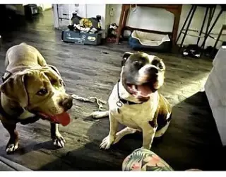 Cowboy and Duke