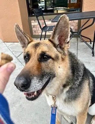 Scout