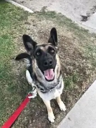 Harley