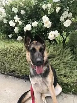 Harley