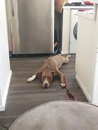 Obi
