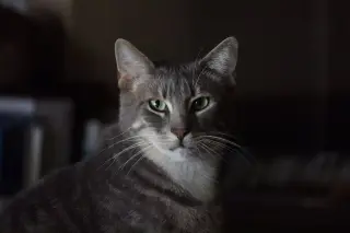 Toby