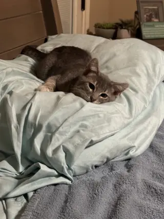 Toby