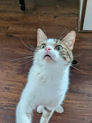 Bagel Bite