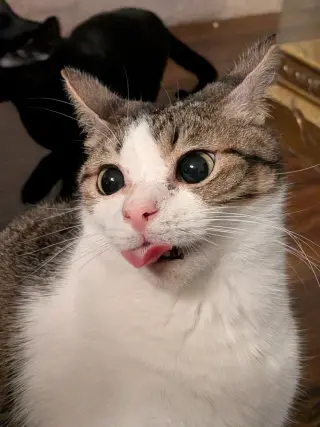Bagel Bite