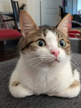 Bagel Bite