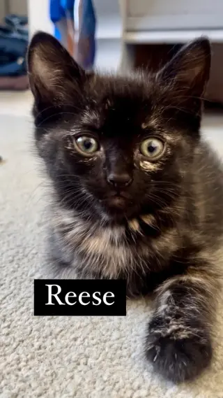 Reece