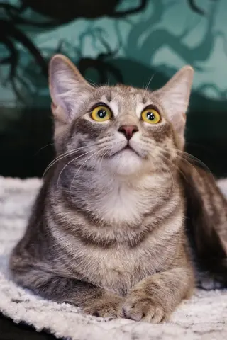 KitKat