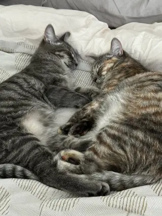 KitKat