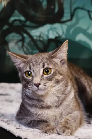 KitKat