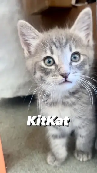 KitKat