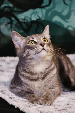 KitKat