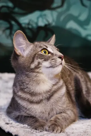 KitKat