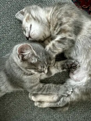 KitKat