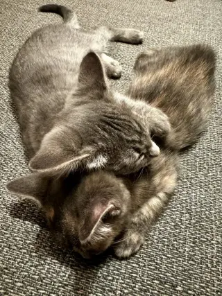 KitKat