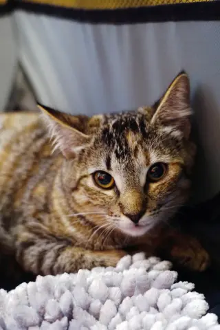 Snickers