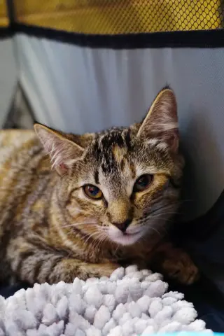 Snickers
