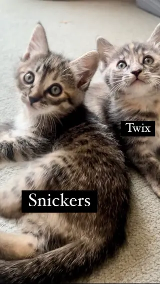Snickers