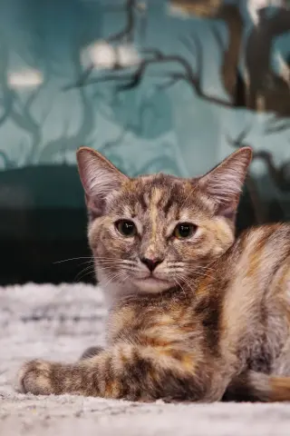 Twix