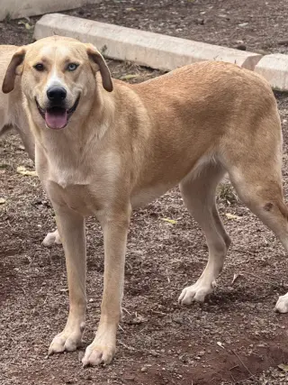 Juno