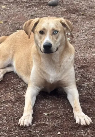 Juno
