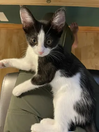 Minni