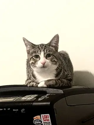 Pepper Jack