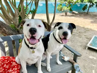 Bronson and Hardy
