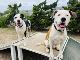 Bronson and Hardy