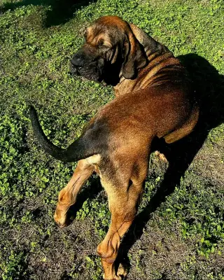 Oro