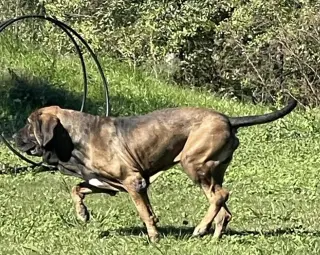 Oro