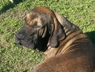 Oro