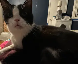 Fiona