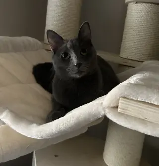 Cayenne