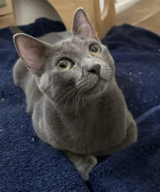Cayenne