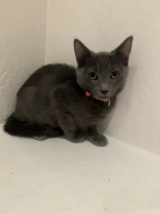 Cayenne