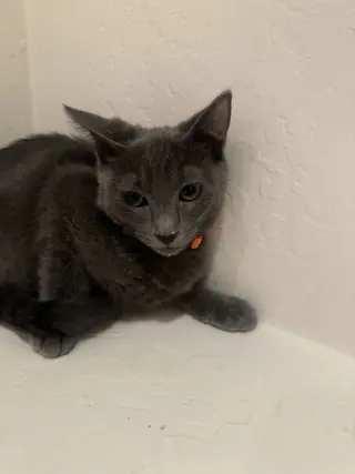 Cayenne