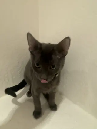 Cayenne