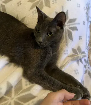 Cayenne