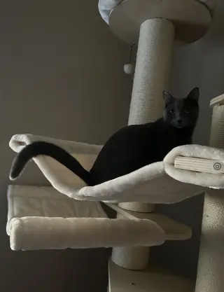 Cayenne