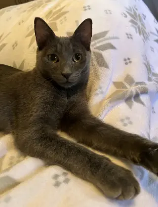 Cayenne