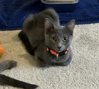 Cayenne