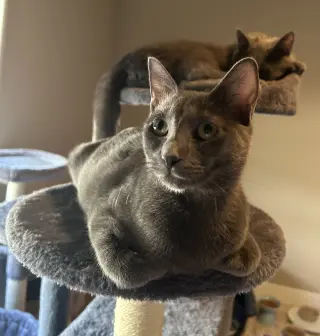 Cayenne