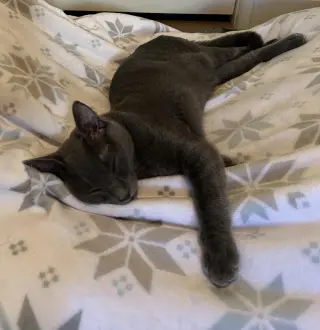 Cayenne