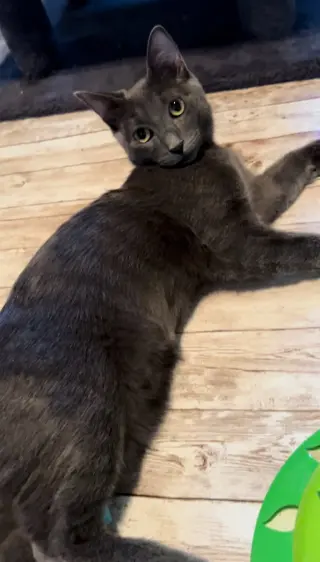 Cayenne