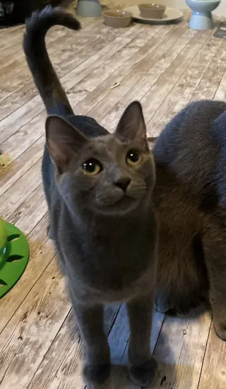 Cayenne